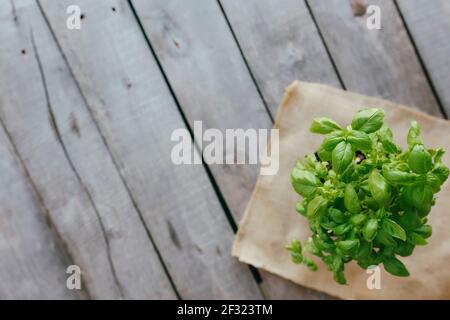 Gardening concept. Green basil in flowerpot on wooden background. Garden hobby. High quality photo Stock Photo