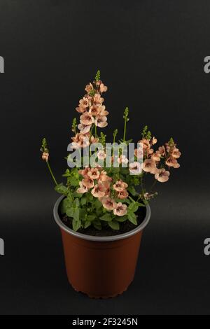 diascia rigescens in pot with black background, top view Stock Photo