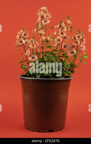 diascia rigescens in pot with red background Stock Photo