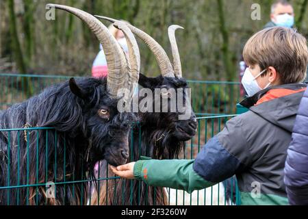 Reken, NRW, Germany. 14th Mar, 2021. A young boy feeds a Valais Blackneck goat with a special food mix sold. Animals and visitors are clearly delighted to interact again at Frankenhof Wildlife Park in Reken, NRW. Zoos and Wildlife Parks in North Rhine-Westphalia have gradually opened again this week, with some covid related restrictions, such as the requirement to wear face masks, in place to ensure visitors and animals are kept safe. Credit: Imageplotter/Alamy Live News Stock Photo