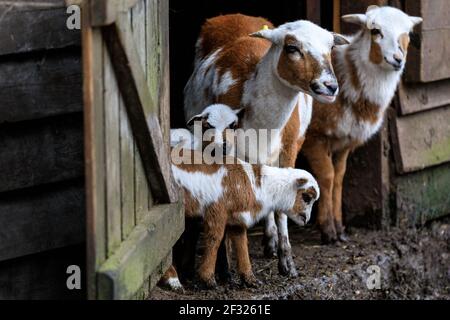 Reken, NRW, Germany. 14th Mar, 2021. The herd of cameroon sheep curiously welcome their visitors. Animals and visitors are clearly delighted to interact again at Frankenhof Wildlife Park in Reken, NRW. Zoos and Wildlife Parks in North Rhine-Westphalia have gradually opened again this week, with some covid related restrictions, such as the requirement to wear face masks, in place to ensure visitors and animals are kept safe. Credit: Imageplotter/Alamy Live News Stock Photo