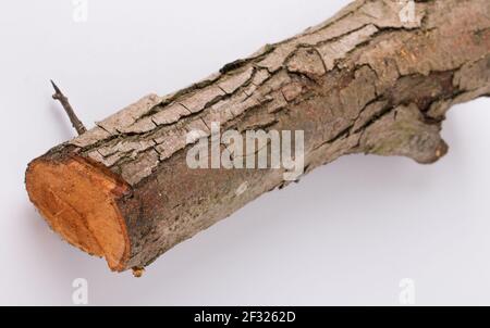 Small wood log prepared to burn in a fireplace Stock Photo