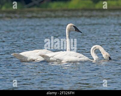 A Pair of Trumpeter Swans Patrolling Crooked Lake in the Sylvania Wilderness in Northern Michigan Stock Photo