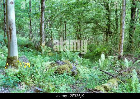 Lakeland woodland, Cumbria, England, UK, United Kingdom Stock Photo