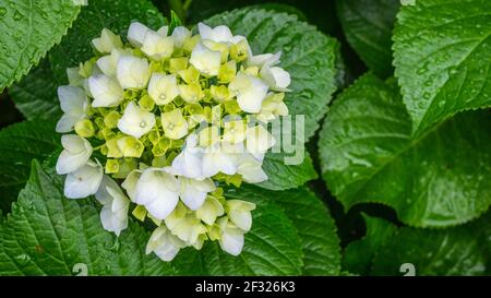 White yellow flowering hydrangea in front of green foliage after rain shower, shallow depth of field, selective focus Stock Photo