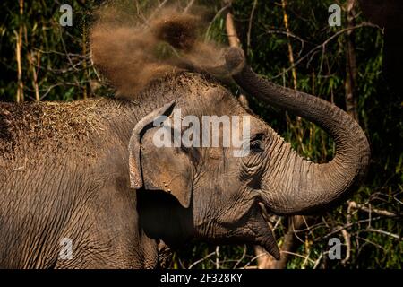 An Asian elephant in the Saint Louis Zoo tosses dirt and straw onto her back while practicing self care on March 8, 2021. Stock Photo