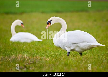 Mute swans male and female on a field (Cygnus olor) Stock Photo