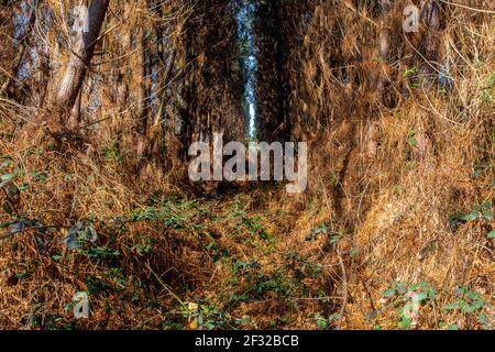 Strange rows of pine trees in a pine plantation, taken in winter Stock Photo