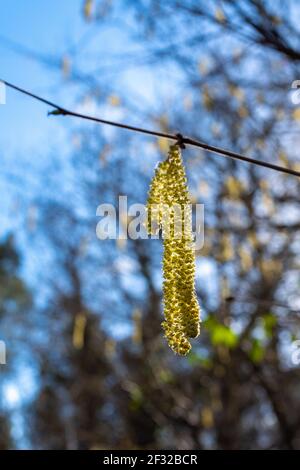 Sun shining through hazel flowers. Taken in late winter with blurred background Stock Photo