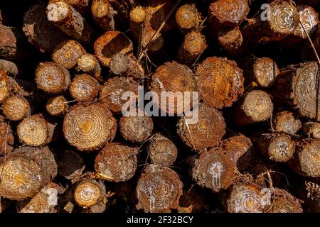 Stacked reddish pine wood logs taken from up close Stock Photo