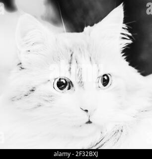 Real surprised cat black and white accent on eyes at contrast Stock Photo