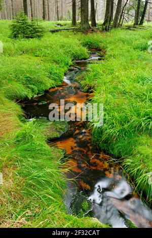 Small brook flows through high moor, untouched nature, clearing in the forest, grass and moss, near Braunlage, Harz National Park, Lower Saxony Stock Photo