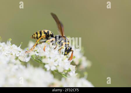 House field wasp (Polistes dominula), on umbel flower, Lower Saxony, Germany Stock Photo