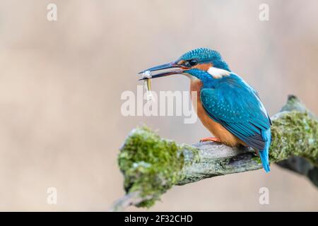 Common kingfisher (Alcedo atthis), with fish, Lower Saxony, Germany Stock Photo