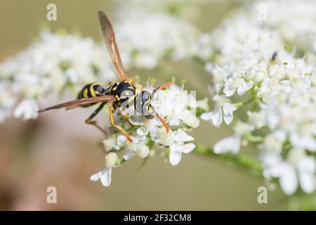 House field wasp (Polistes dominula), on umbel flower, Lower Saxony, Germany Stock Photo