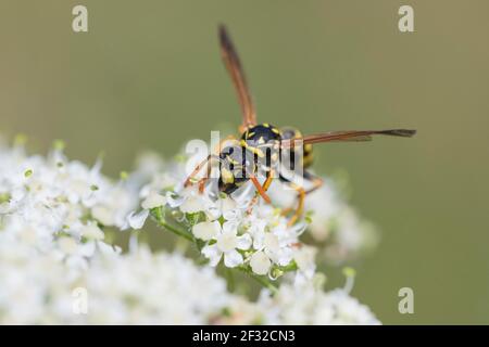 House field wasp (Polistes dominula), on umbel flower, Lower Saxony, Germany Stock Photo