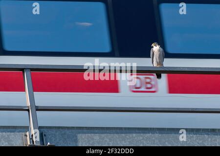 Peregrine falcon Falcon (Falco peregrinus), adult, sitting on a railing in front of a passing train, Guxhagen, Hesse, Germany Stock Photo