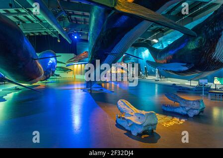 Reykjavik, Iceland, August 31, 2020: Exhibits at the Whales of Iceland museum in Reykjavik, Iceland Stock Photo