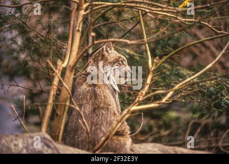 Canadian Lynx(Lynx canadensis) in habitat, Montreal Biodome, 35 mm film Stock Photo