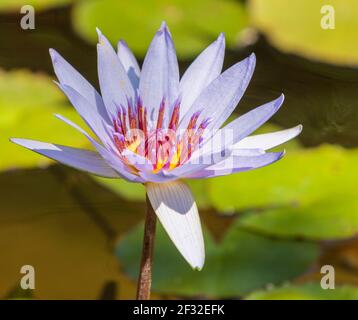Waterlily, Nymphaea 'Margaret Mary' at Mercer Arboretum and Botanical Gardens in Spring, Texas. Stock Photo