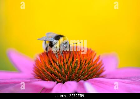 Large earth bumblebee (Bombus terrestris) sitting on a flower, purple coneflower (Echinacea purpurea), North Rhine-Westphalia, Germany Stock Photo