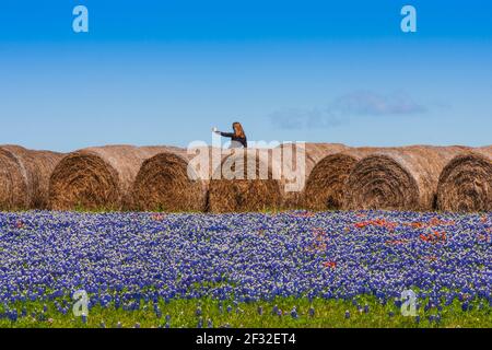 Woman taking photo with cell phone of hay bales in a field of Texas Bluebonnets, Lupinus texensis, and Indian Paintbrush, Castilleja indivisa,  near W Stock Photo