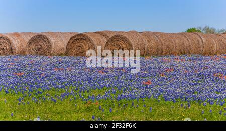 Hay Bales in a field of Texas Bluebonnets, Lupinus texensis, and Indian Paintbrush, Castilleja indivisa,  near Whitehall, Texas. Stock Photo