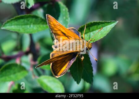 Essex skipper (Thymelicus lineola), butterfly, Mecklenburg-Vorpommern, Germany Stock Photo