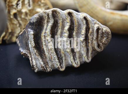 Elephant molar fossil. Lower Pleistocene. Vallparadis geological site. Terrassa, Catalonia, Spain. ICP Miquel Crussafont, Sabadell. Stock Photo