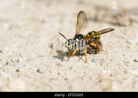 Sand knot wasp (Cerceris arenaria), Kassandra, Chalkidiki, Greece Stock Photo
