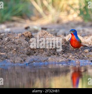 Painted Bunting, Passerina ciris, amazingly colorful bird, looking for water and relief from summer heat, on a ranch in South Texas.