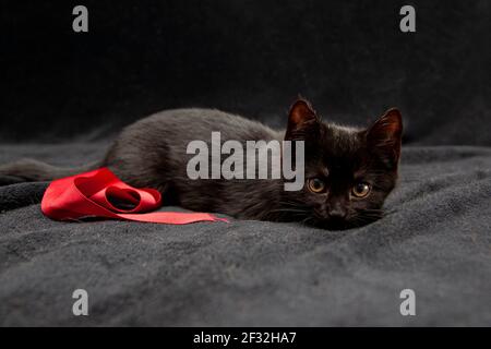 A four week old black kitten on a bed with black blanket and red ribbon Stock Photo