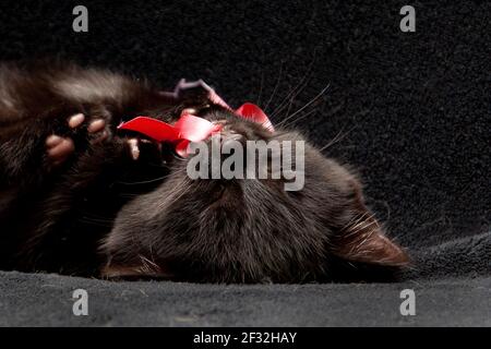 A tiny four week old kitten snoozes upside down on a black blanket Stock Photo