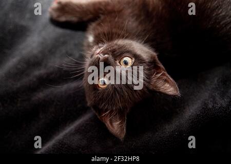 A very cute small kitten looks at you while playing upside down with whiskers Stock Photo