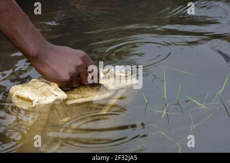 Collecting container of water from dirty pool of water, Uganda Stock Photo