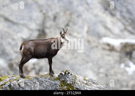 Chamois (Rupicapra rupicapra) or chamois, standing on rocks, Tyrol, Austria Stock Photo