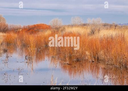 Landscape scene in Bosque del Apache National Wildlife Refuge in New Mexico. Stock Photo