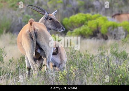 Common eland antelope (Taurotragus oryx) suckling young, De Hoop National Park, Western Cape, South Africa Stock Photo