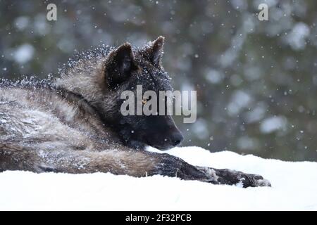 Portrait of a wolf in the snow in Yellowstone Stock Photo