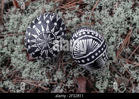 Two artistically white and black waxed Easter eggs according to Lithuanian tradition on gray moss. Selective focus, top view, closeup. Stock Photo