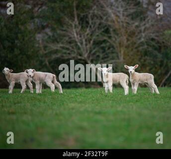 Group of white texel spring lambs together in green grass field Stock Photo