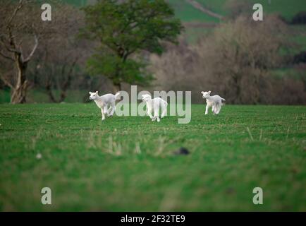 Group of white texel spring lambs together in green grass field Stock Photo