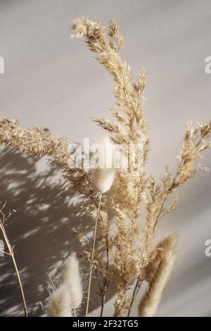 Close-up of beautiful dry grass bouquet. Bunny tail, Lagurus ovatus and festuca plant in sunlight. Harsh long shadows. Beige wall background. Floral Stock Photo