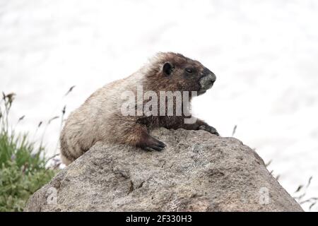 Hoary marmot (Marmota caligata) resting on a rock in Mount Rainier National Park Stock Photo