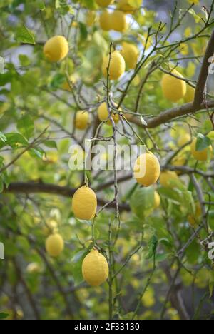 Ripe lemon fruits hanging on branches of lemon tree in fruit garden, selective focus Stock Photo