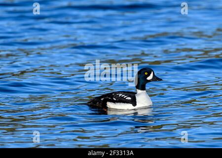 A Barrow's goldeneye duck swimming in Pinaus Lake in British Columbia, Canada Stock Photo