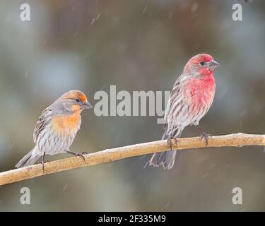 Two male house finches perch in a light rain in Cheyenne, Wyoming Stock Photo