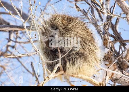 Porcupine in a tree, Badlands National Park, South Dakota, U.S.A Stock Photo