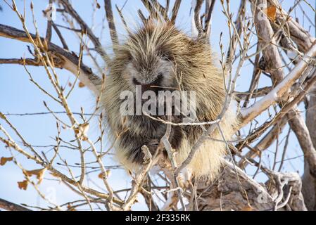 Porcupine in a tree, Badlands National Park, South Dakota, U.S.A Stock Photo