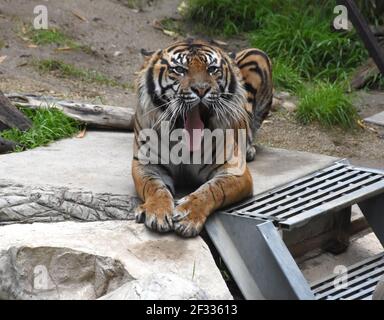 Los Angeles, California, USA 11th March 2021 A general view of atmosphere of Sumatran Tiger at Los Angeles Zoo, which closed March 13, 2020 to August 26, 2020 due to pandemic and then closed December 7, 2020 and reopened on February 16, 2021 due to coronavirus Covid-19 Pandemic, shown here on March 11, 2021 in Los Angeles, California, USA. Photo by Barry King/Alamy Stock Photo